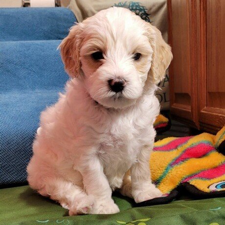 apricot parti labradoodle