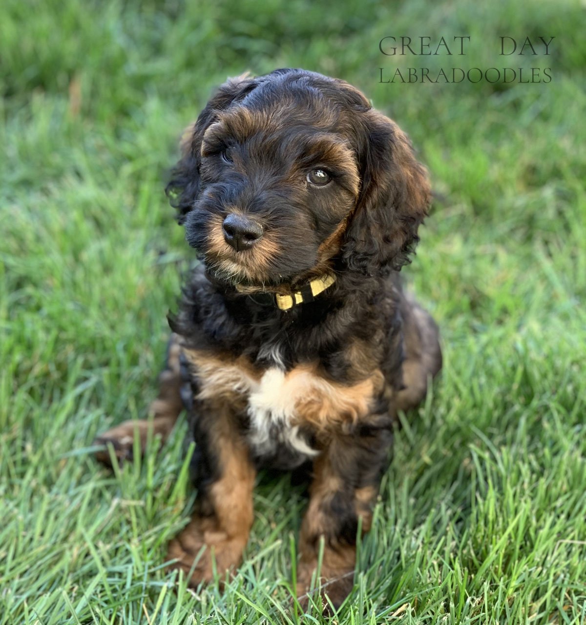 yellow collar boy