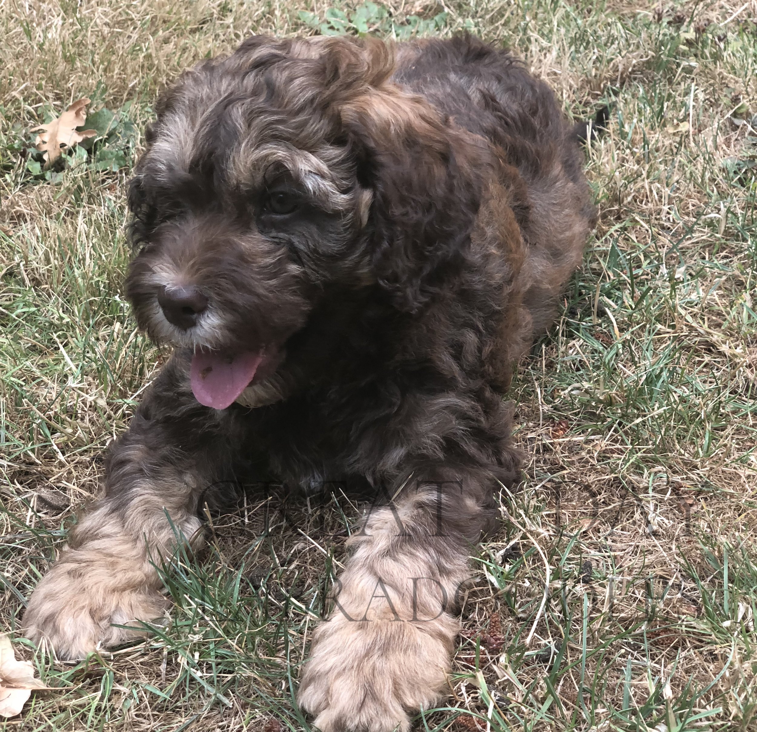 chocolate wolf sable puppy coat