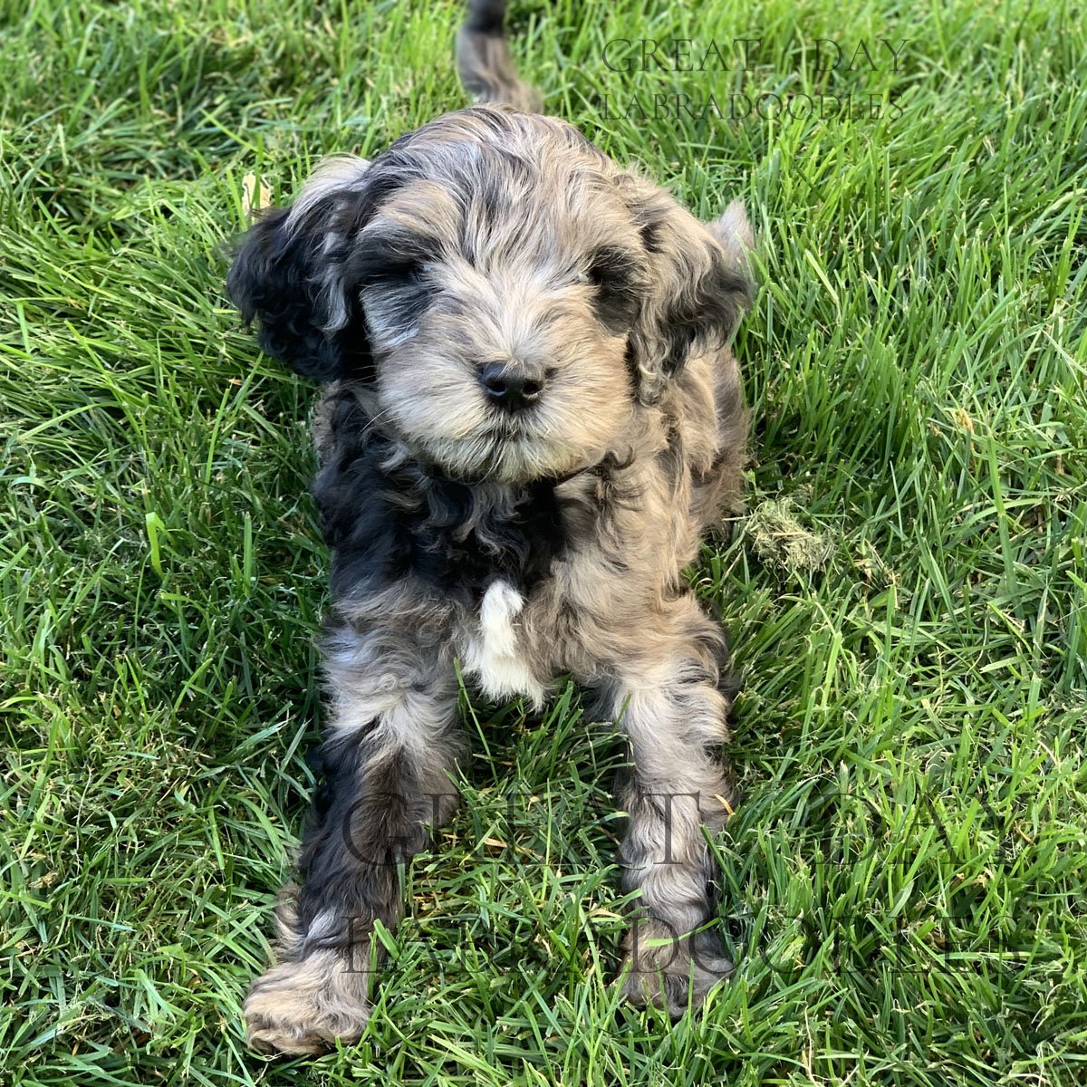 Blue merle