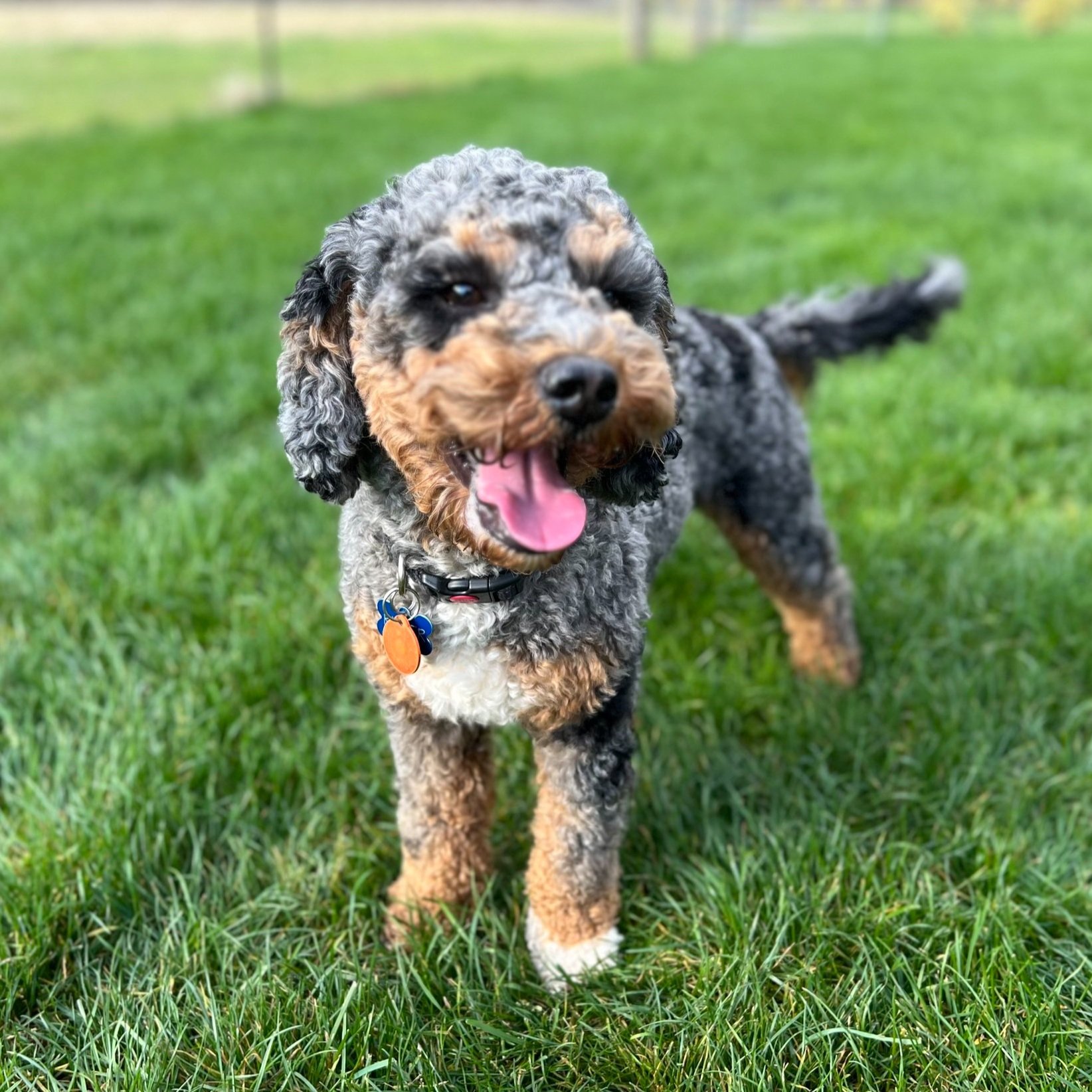 silver collar boy