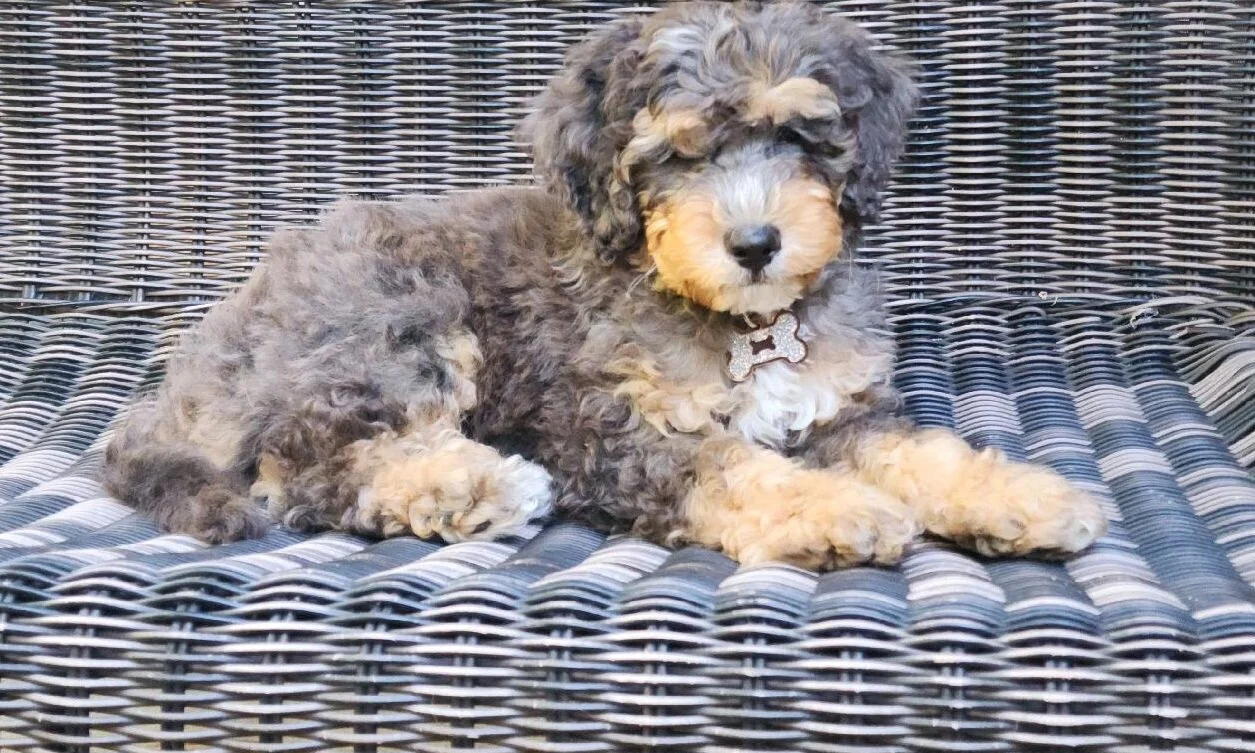What is a Merle Labradoodle?