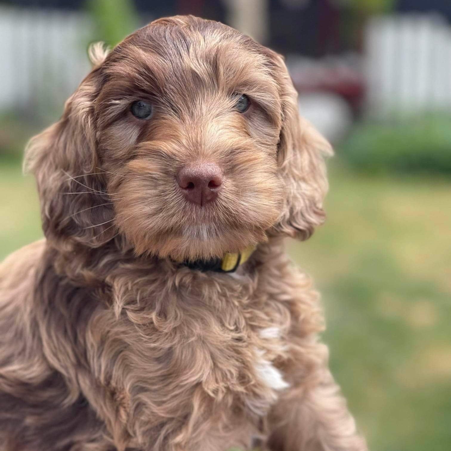 Lug Nut yellow collar male