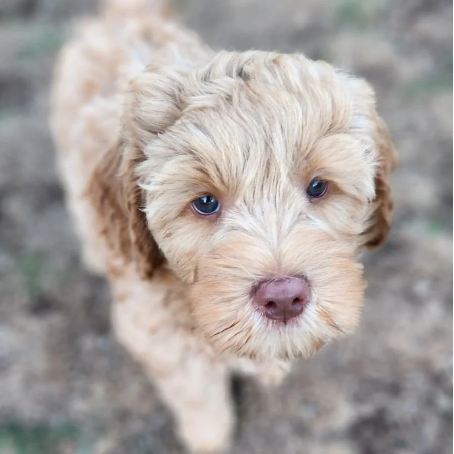 Labradoodle Litter | Check out our available puppies — Great Day ...