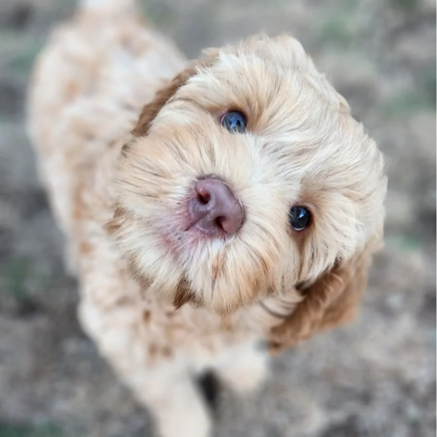 Labradoodle Litter | Check out our available puppies — Great Day ...