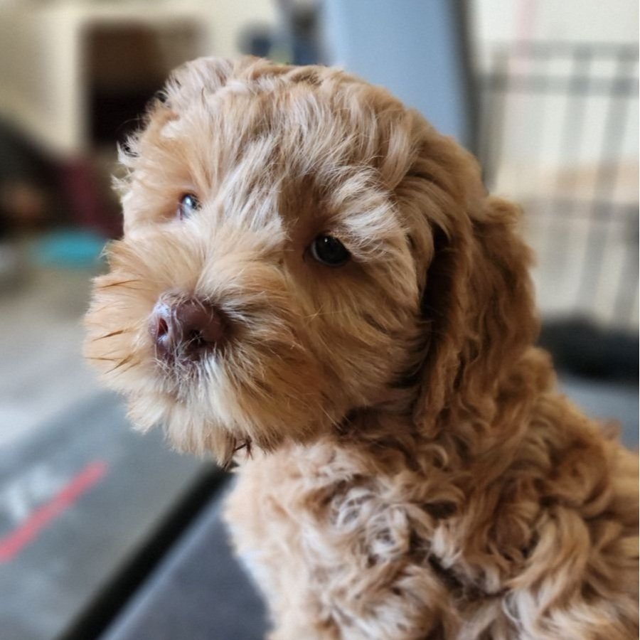 Labradoodle Litter | Check out our available puppies — Great Day ...