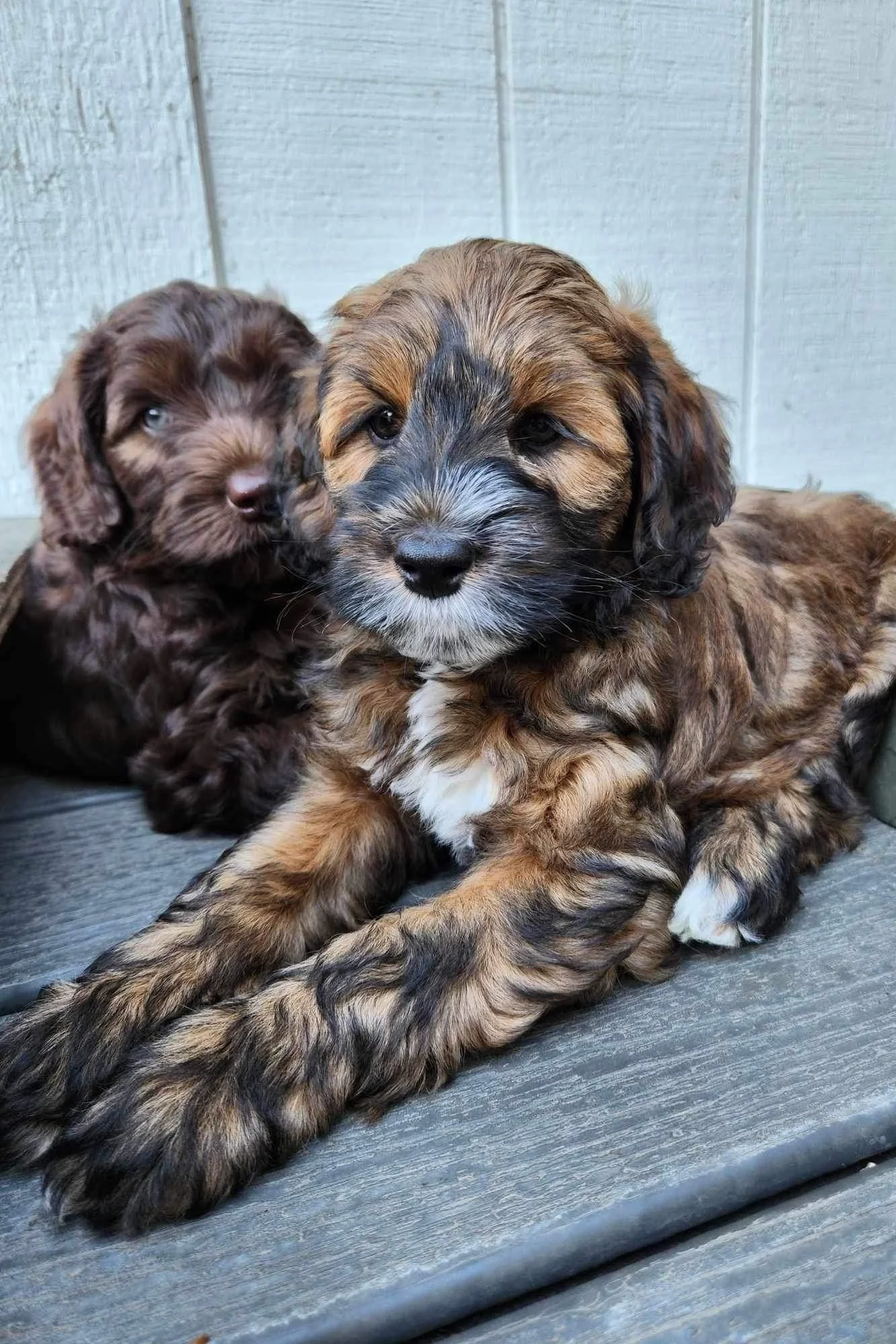 baby Sadie age 8 weeks