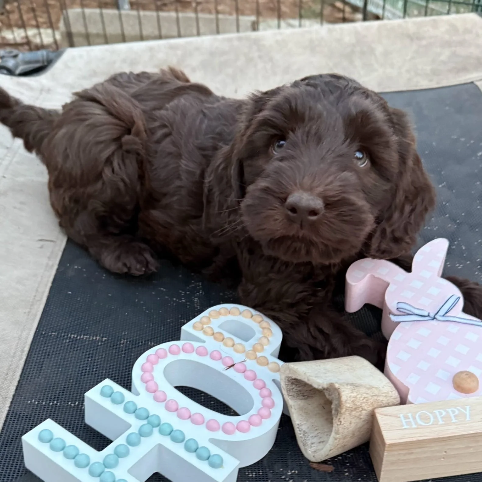 Annie Oakley pink collar