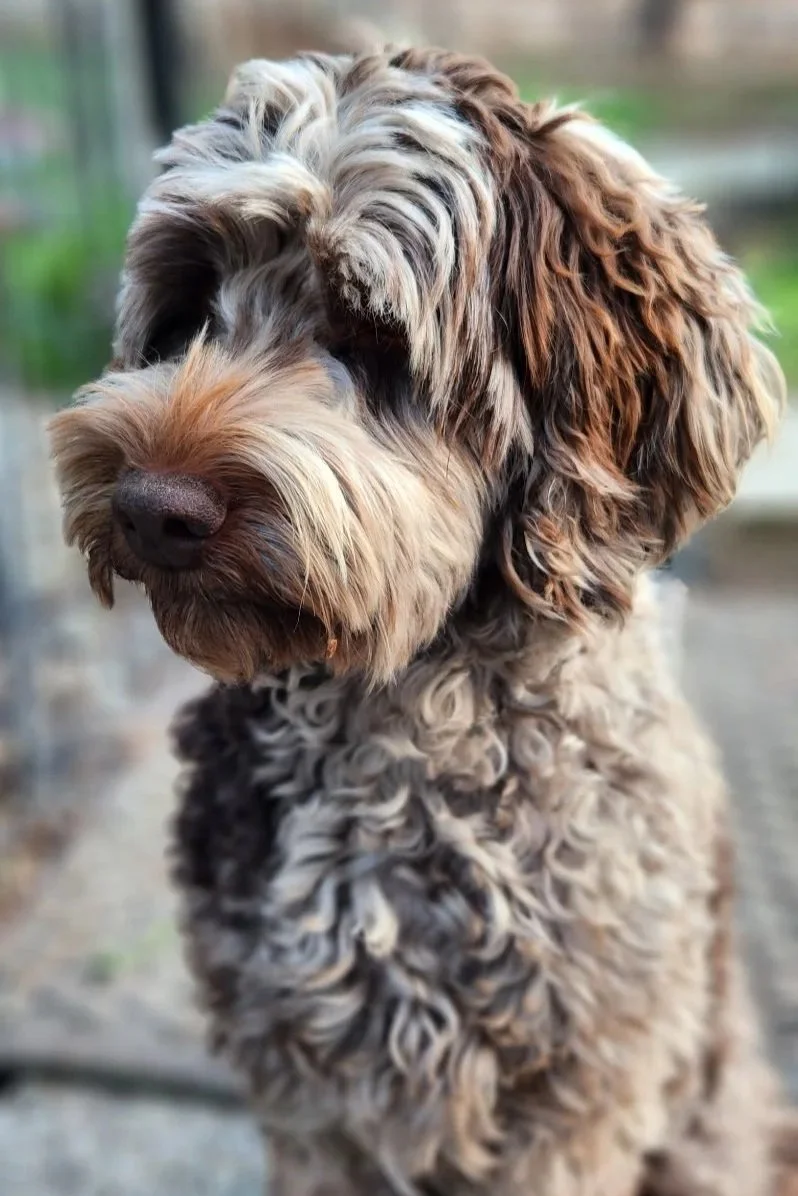 Chloe