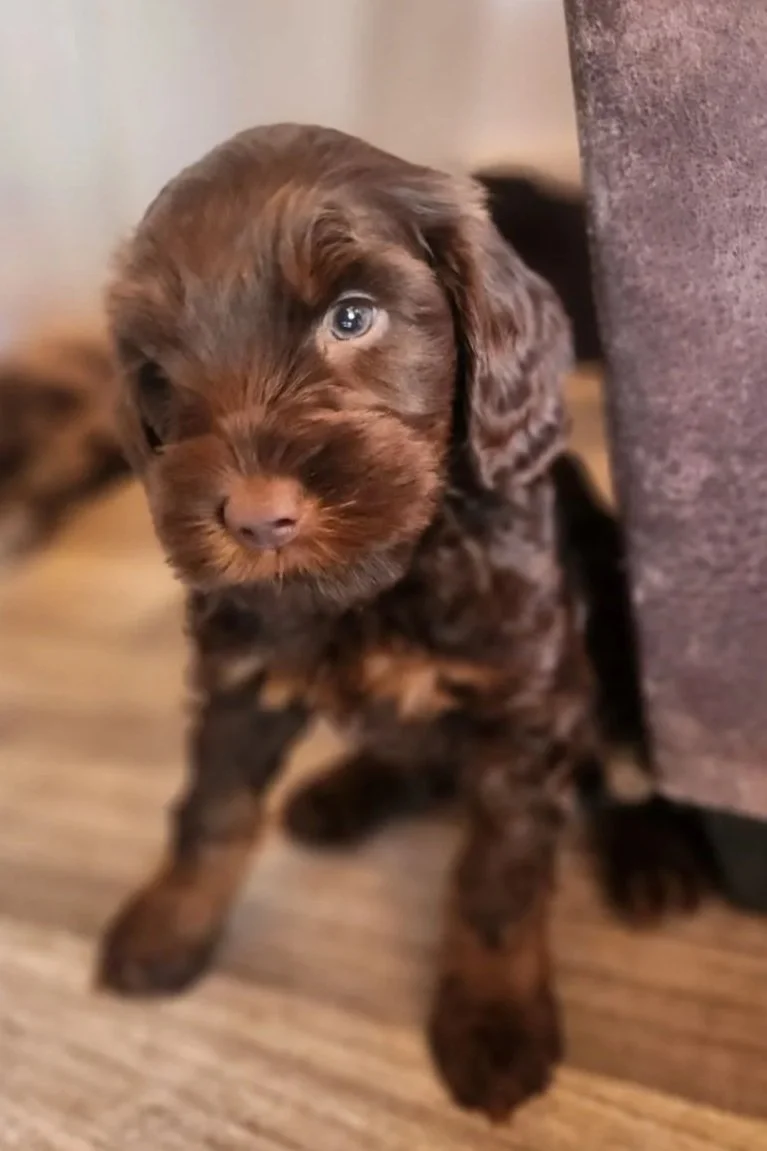 baby Dougal