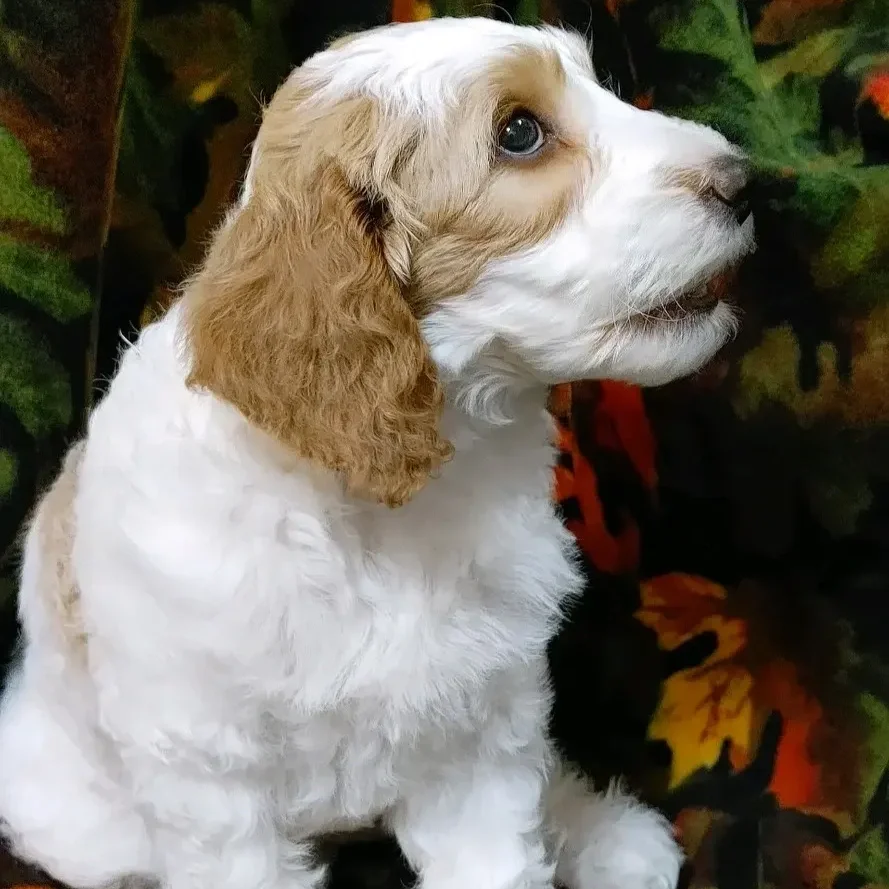 Apricot parti puppy