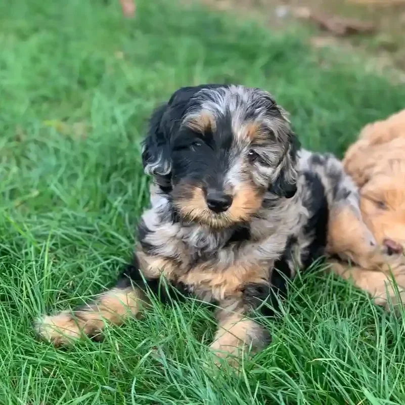 Blue merle phantom
