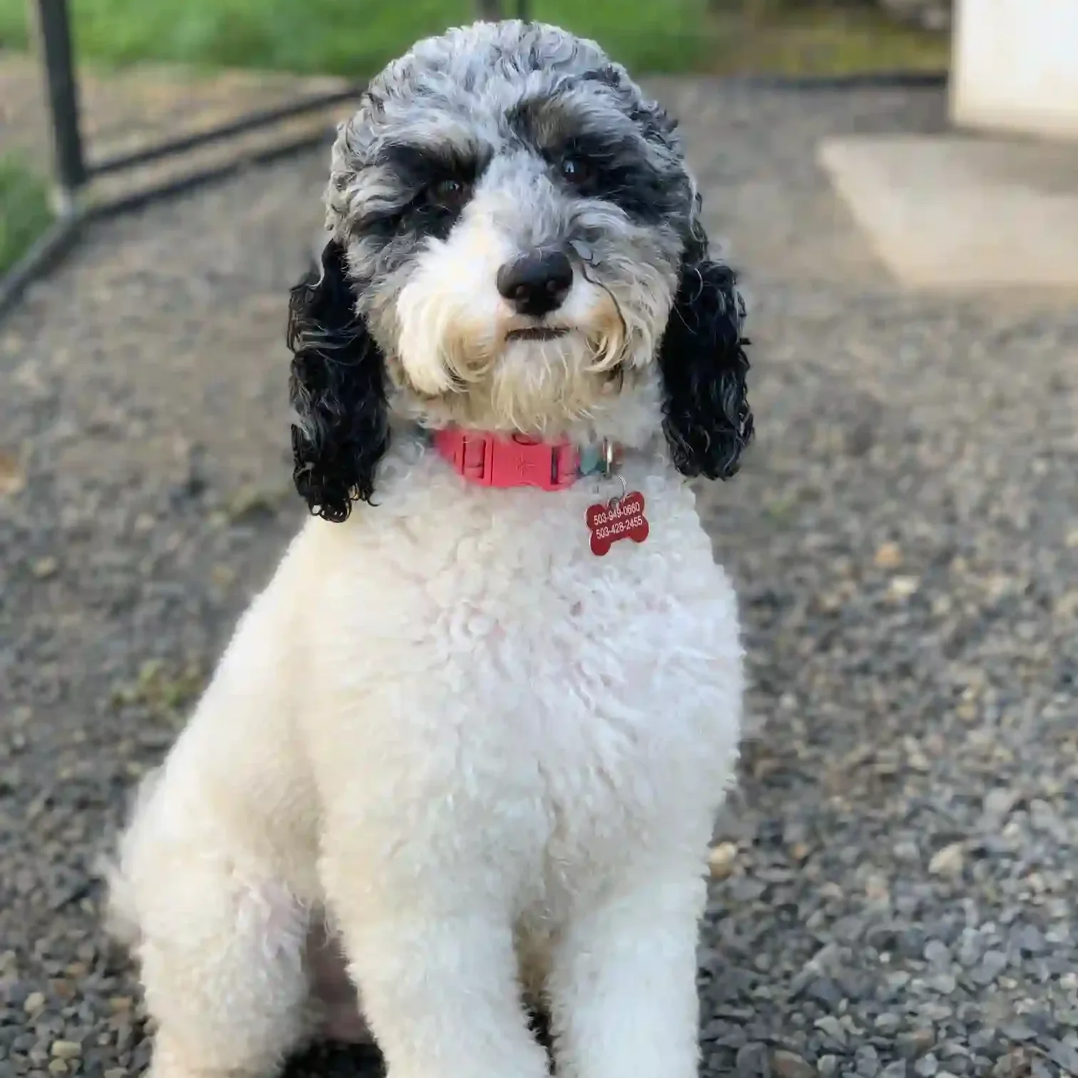 Blue merle parti