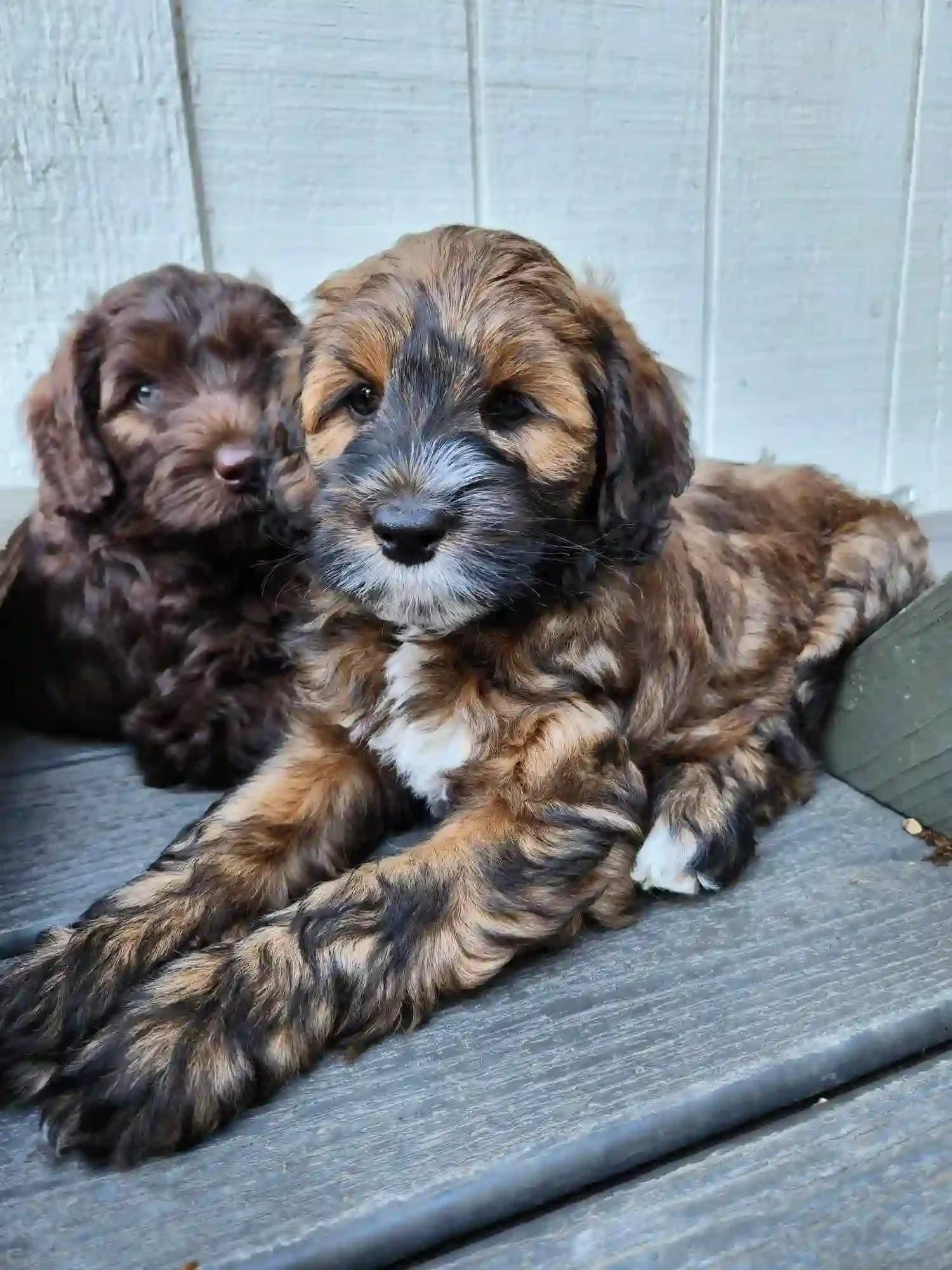 Black sable puppy 