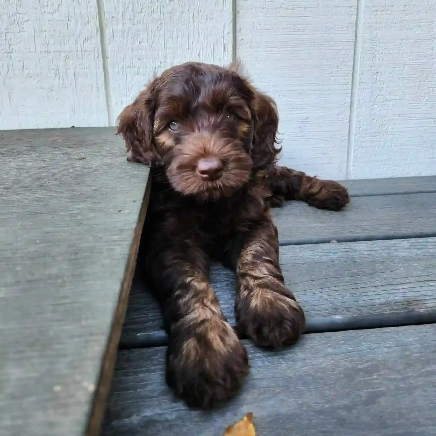 Chocolate sable puppy 