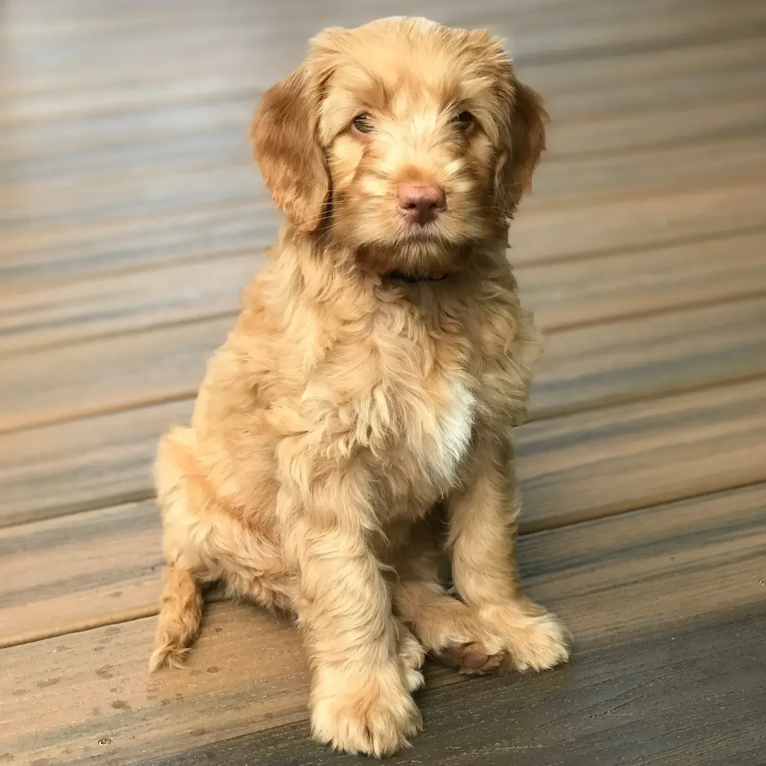 Caramel