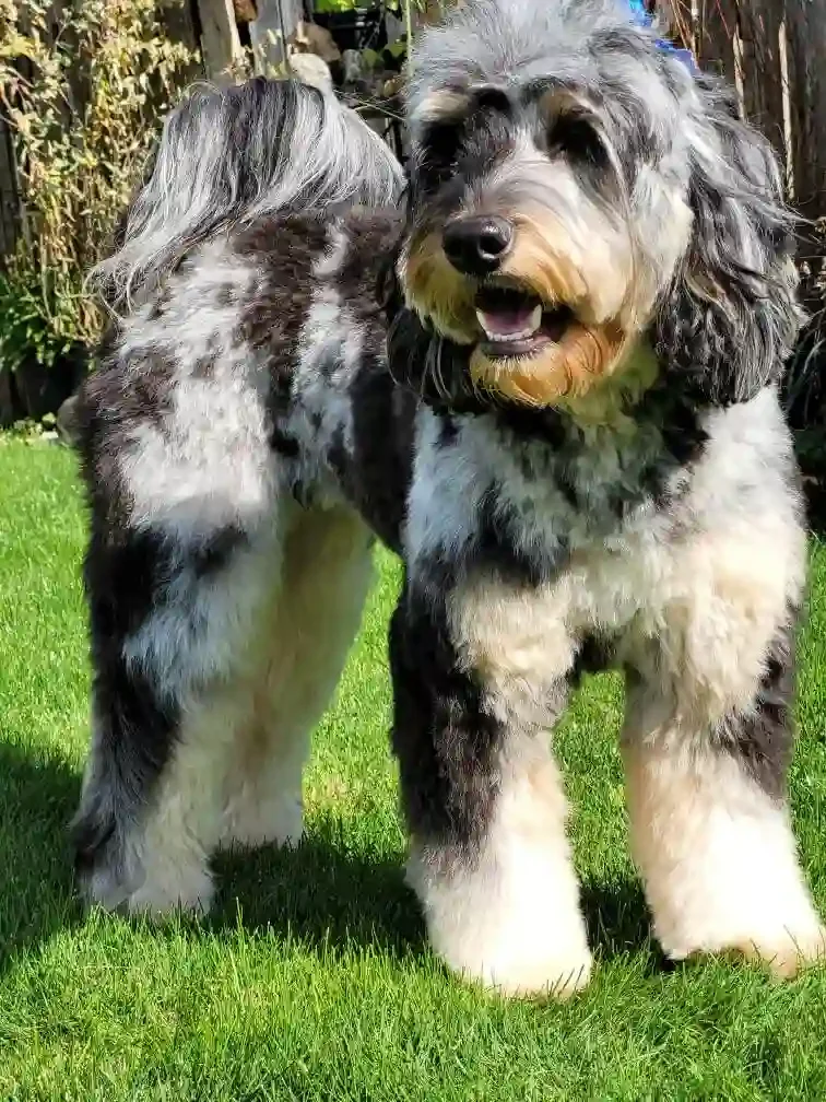 Blue merle phantom