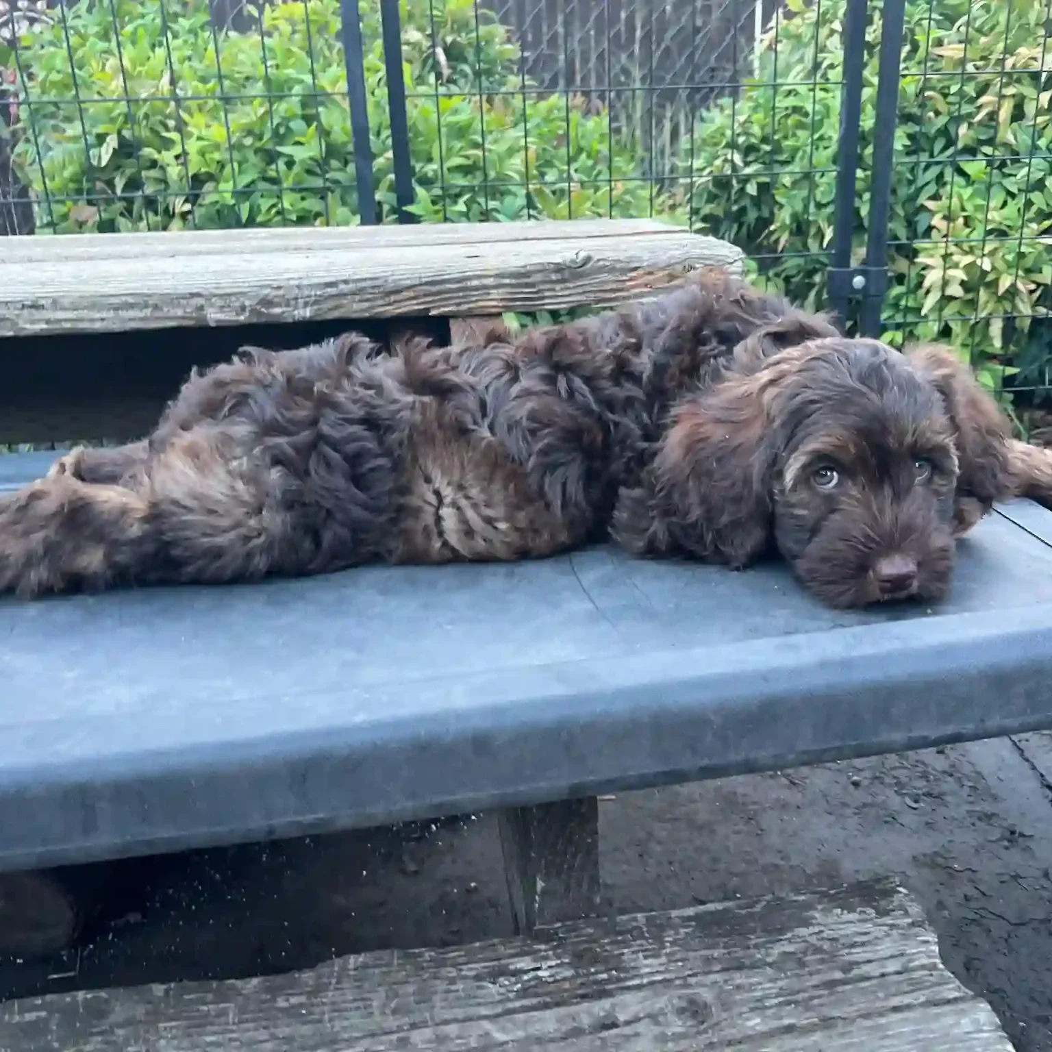 Chocolate wolf sable puppy 