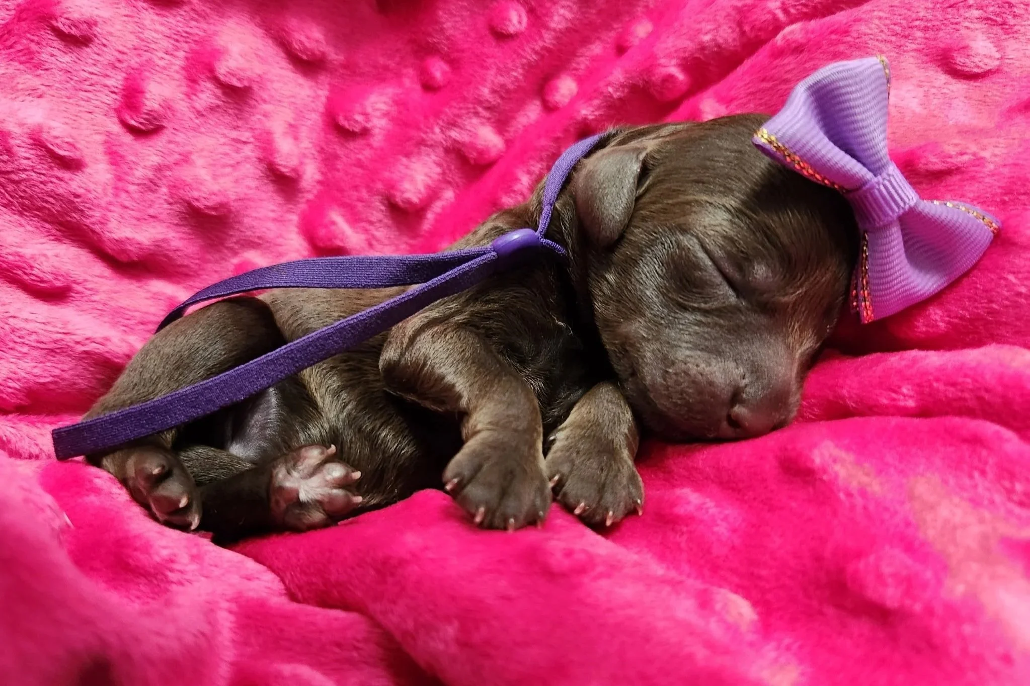 Jupiter chocolate phantom female