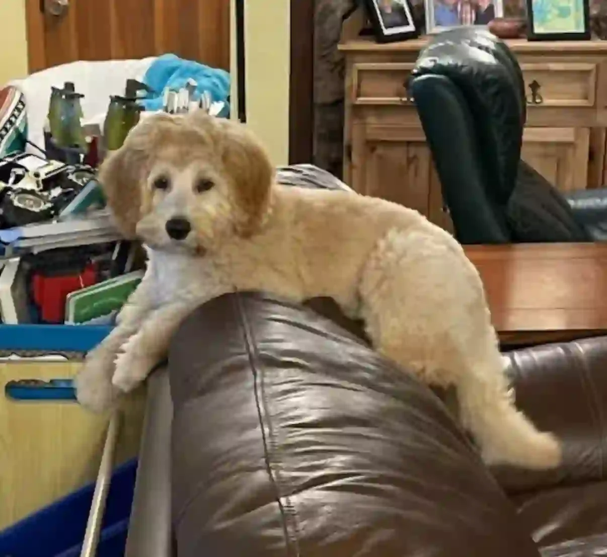  Apricot labradoodle breeding dog 