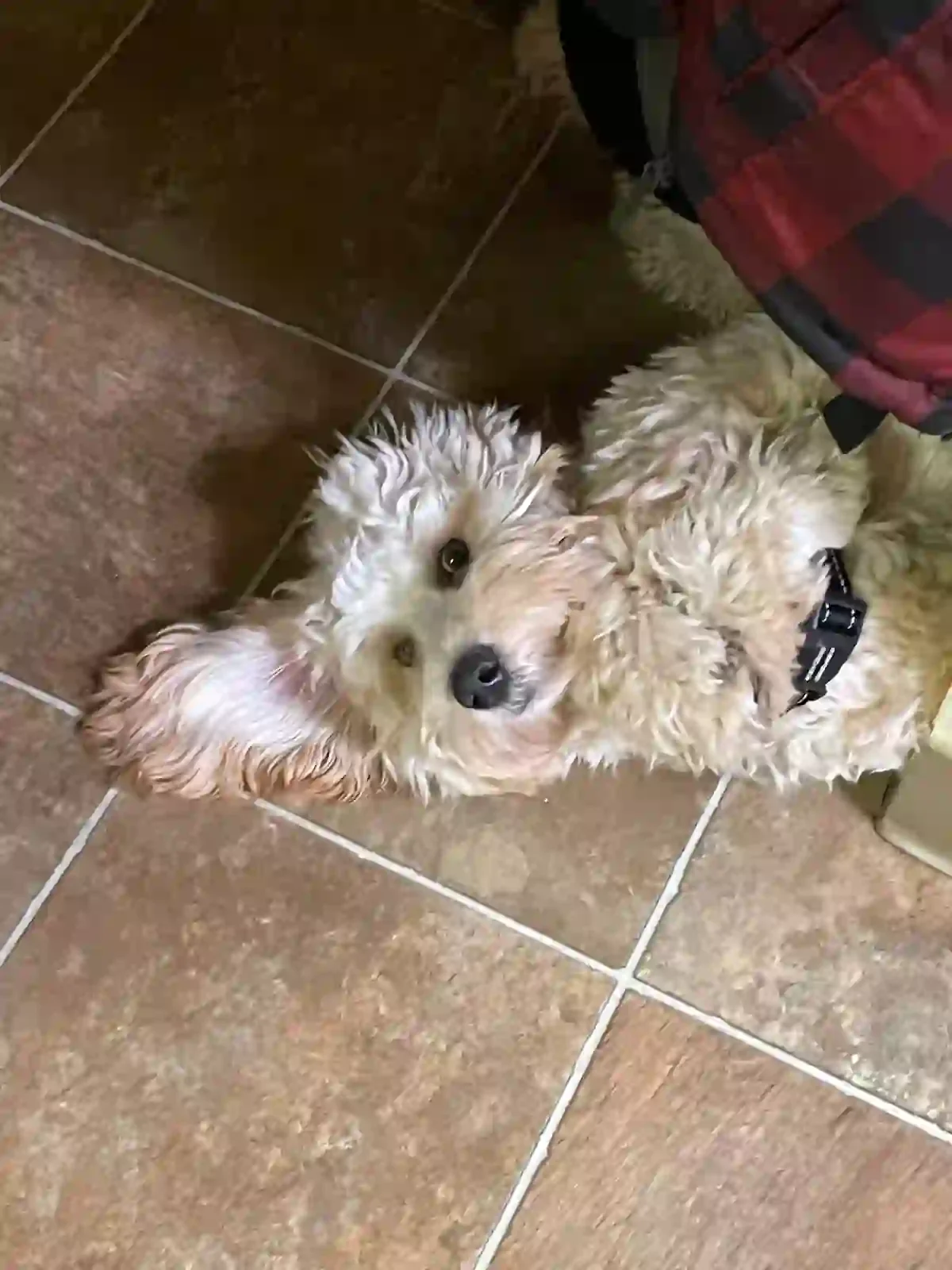  Apricot labradoodle breeding dog 