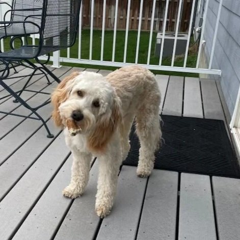 Apricot labradoodle breeding dog