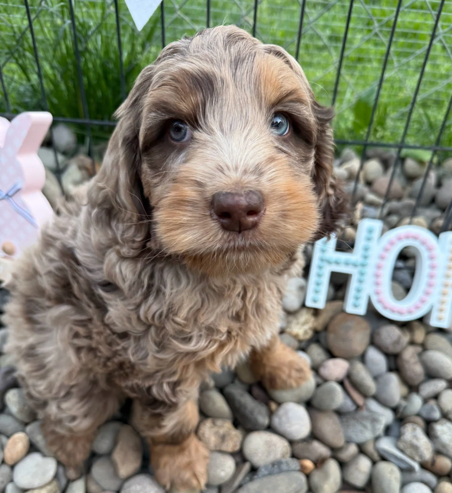  chocolate merle phantom labradoodle 