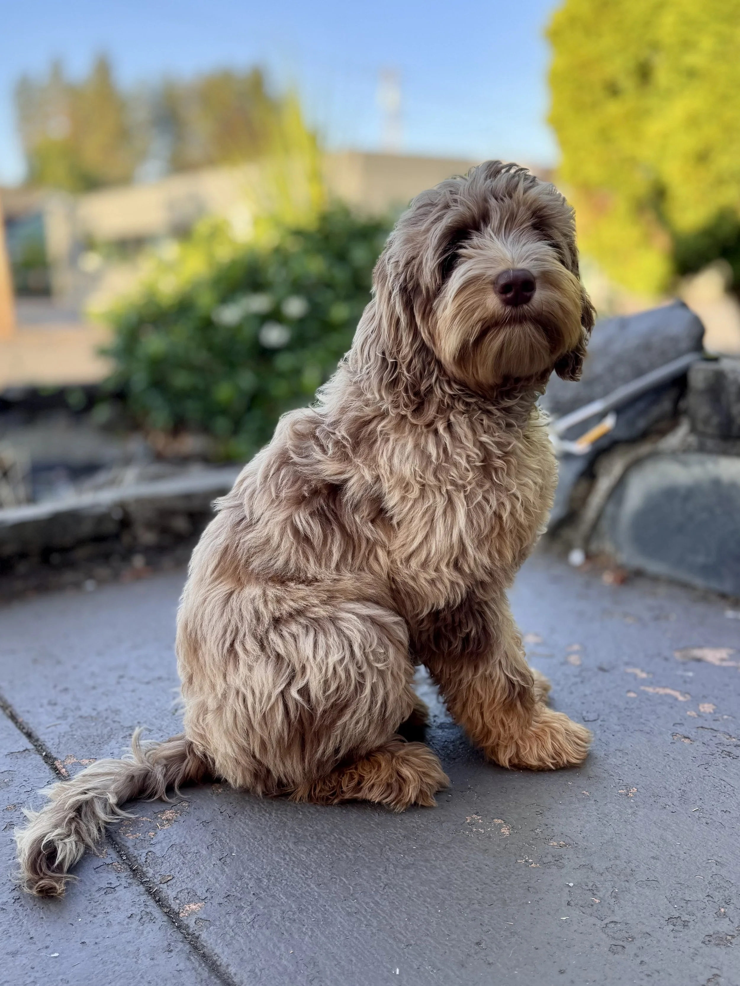  chocolate merle phantom labradoodle 