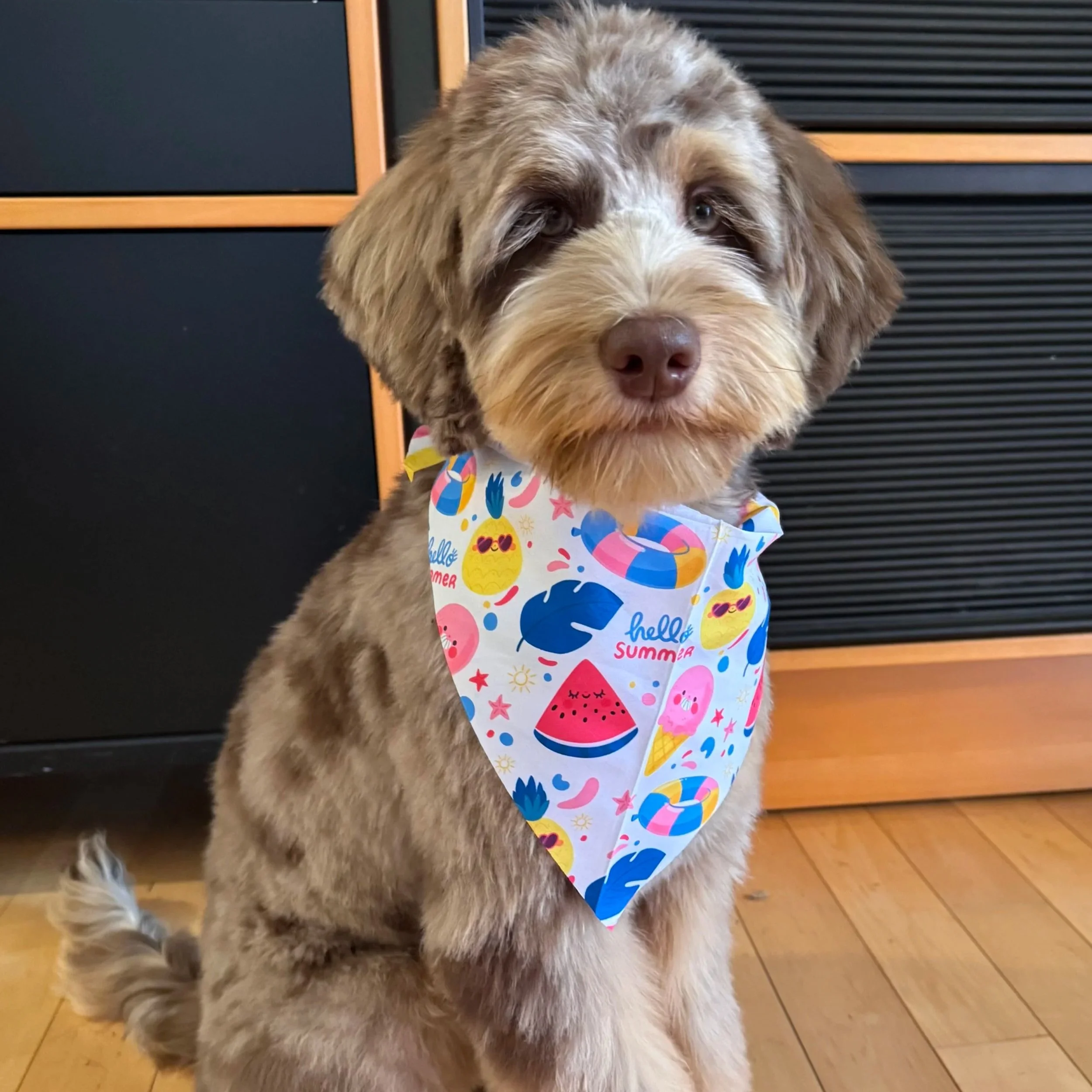  chocolate merle phantom labradoodle 