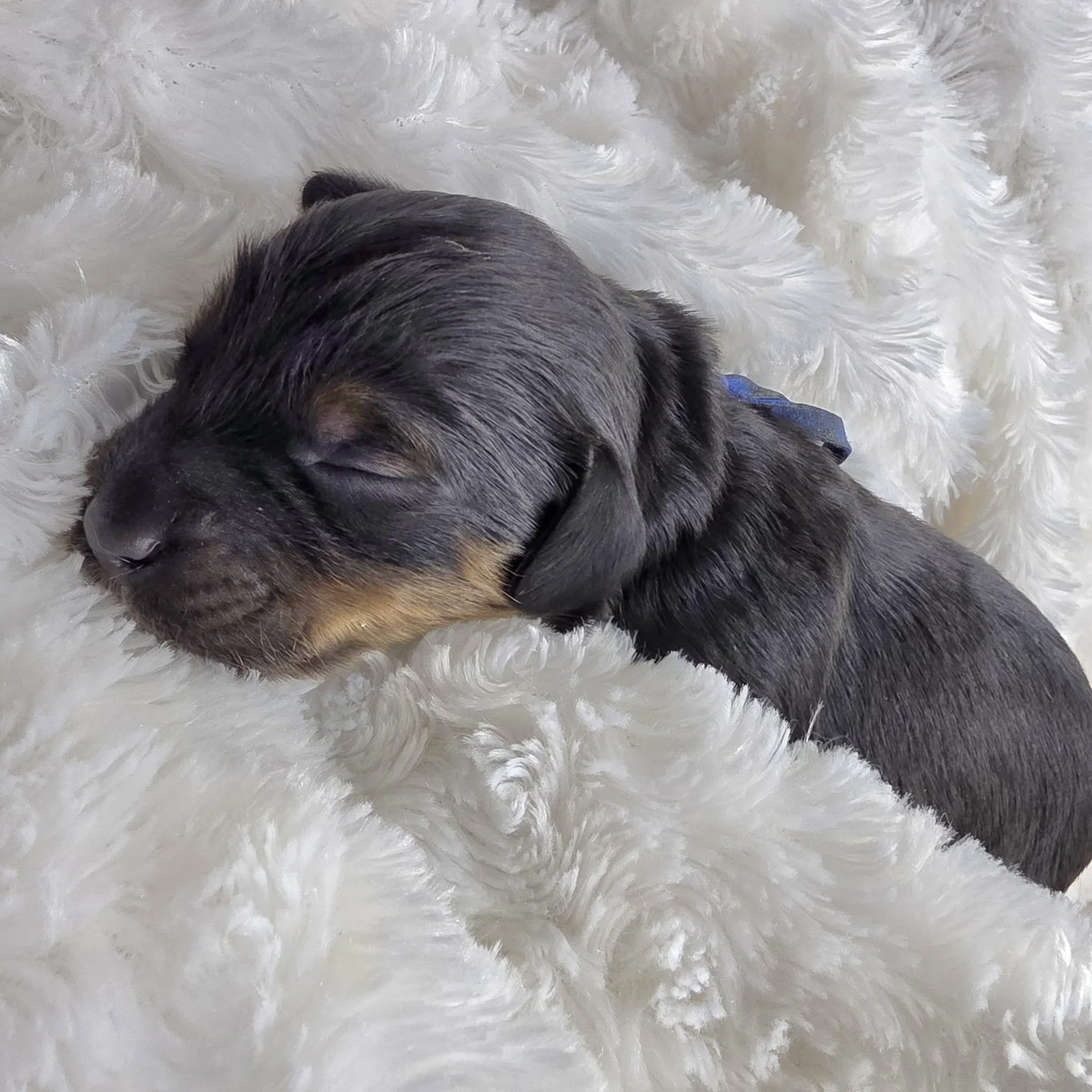 Jim blue collar male