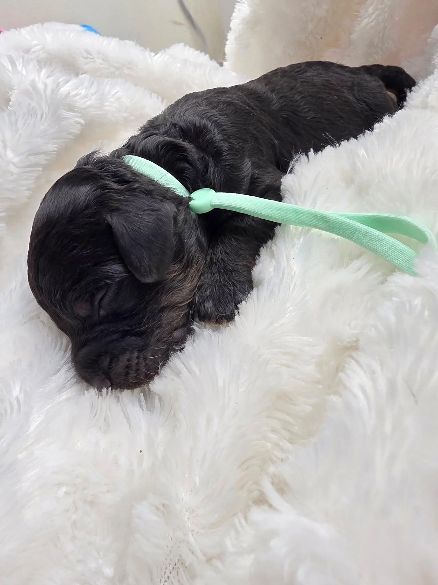 Michael mint collar male