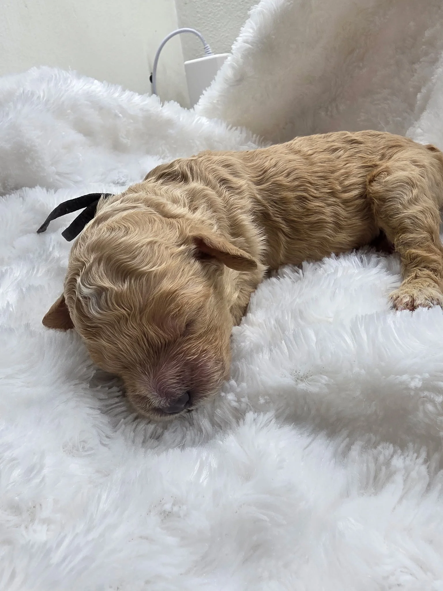 Dwight black collar male