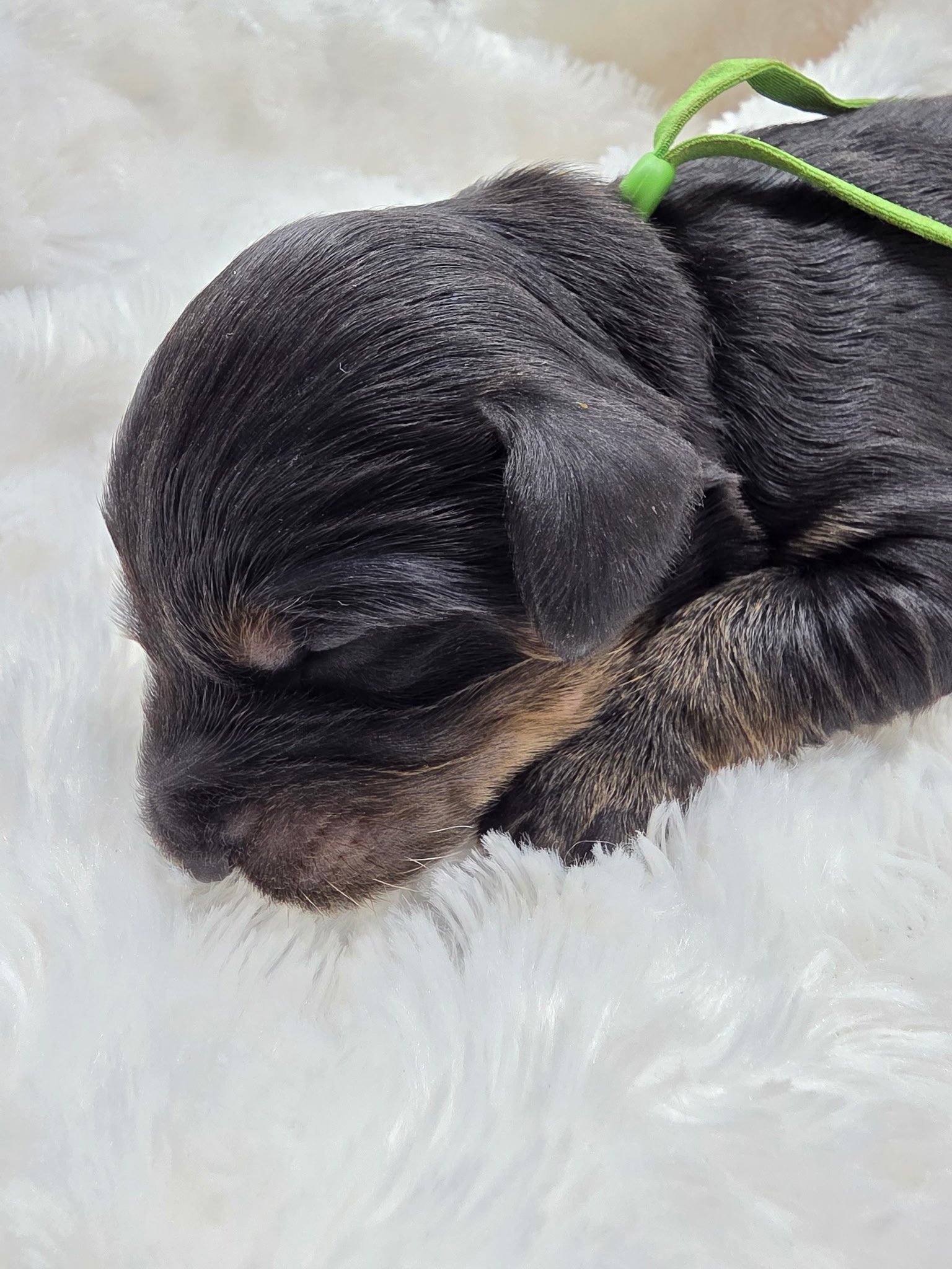 Kevin green collar male