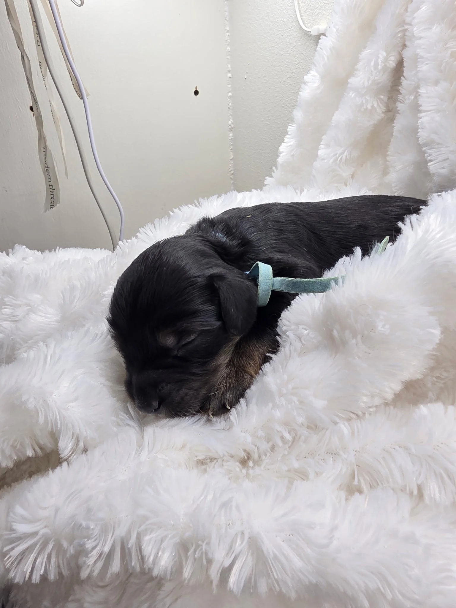 Oscar sky blue collar male