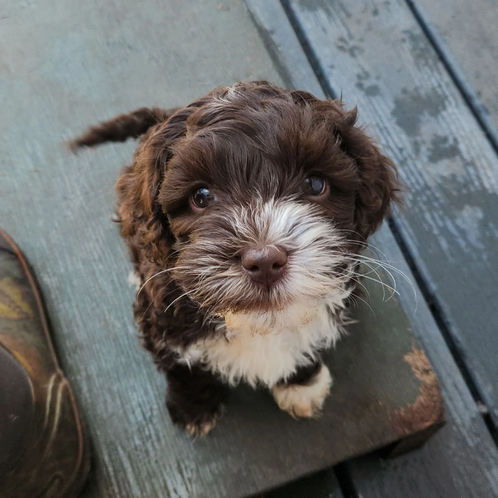 baby Laramie