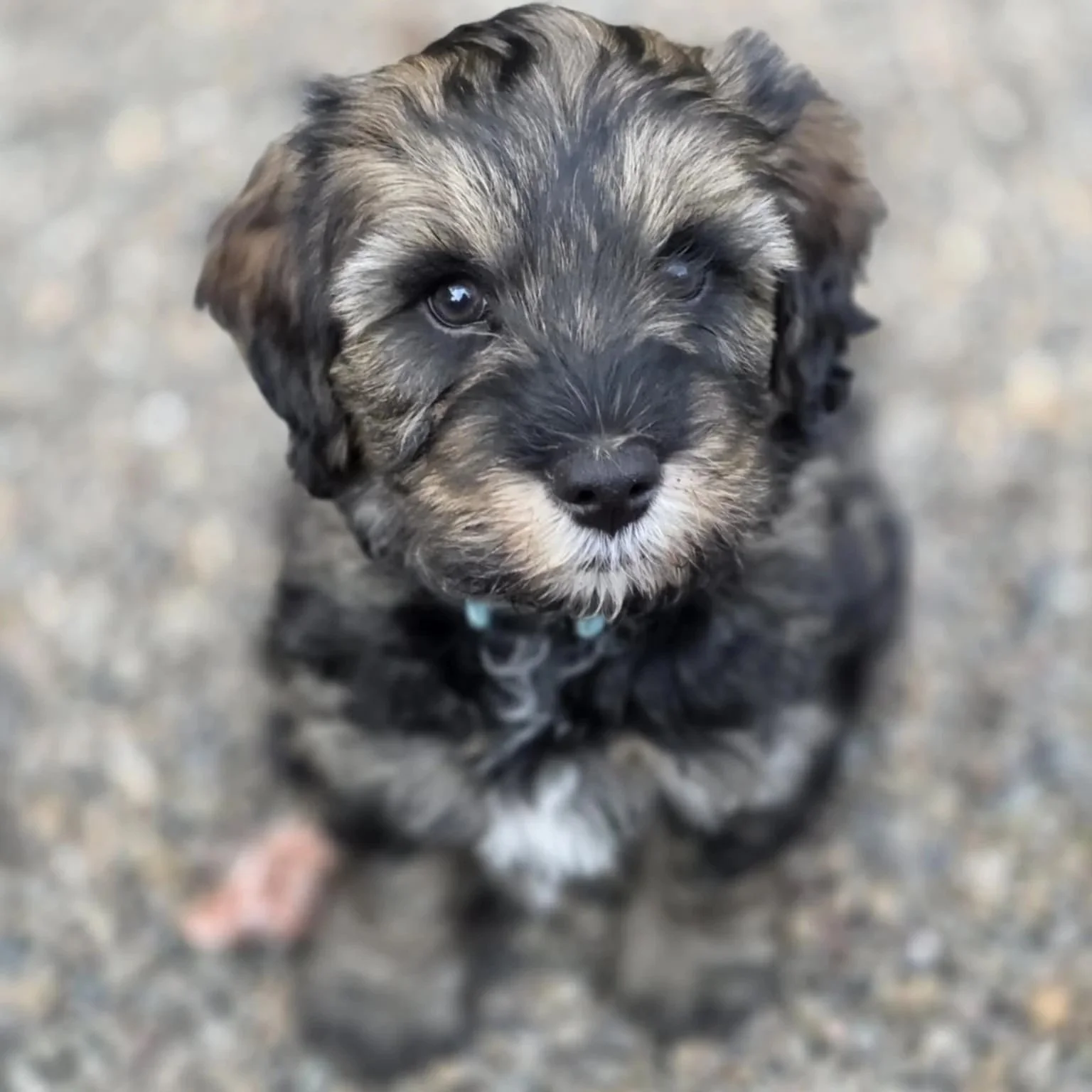 Oscar