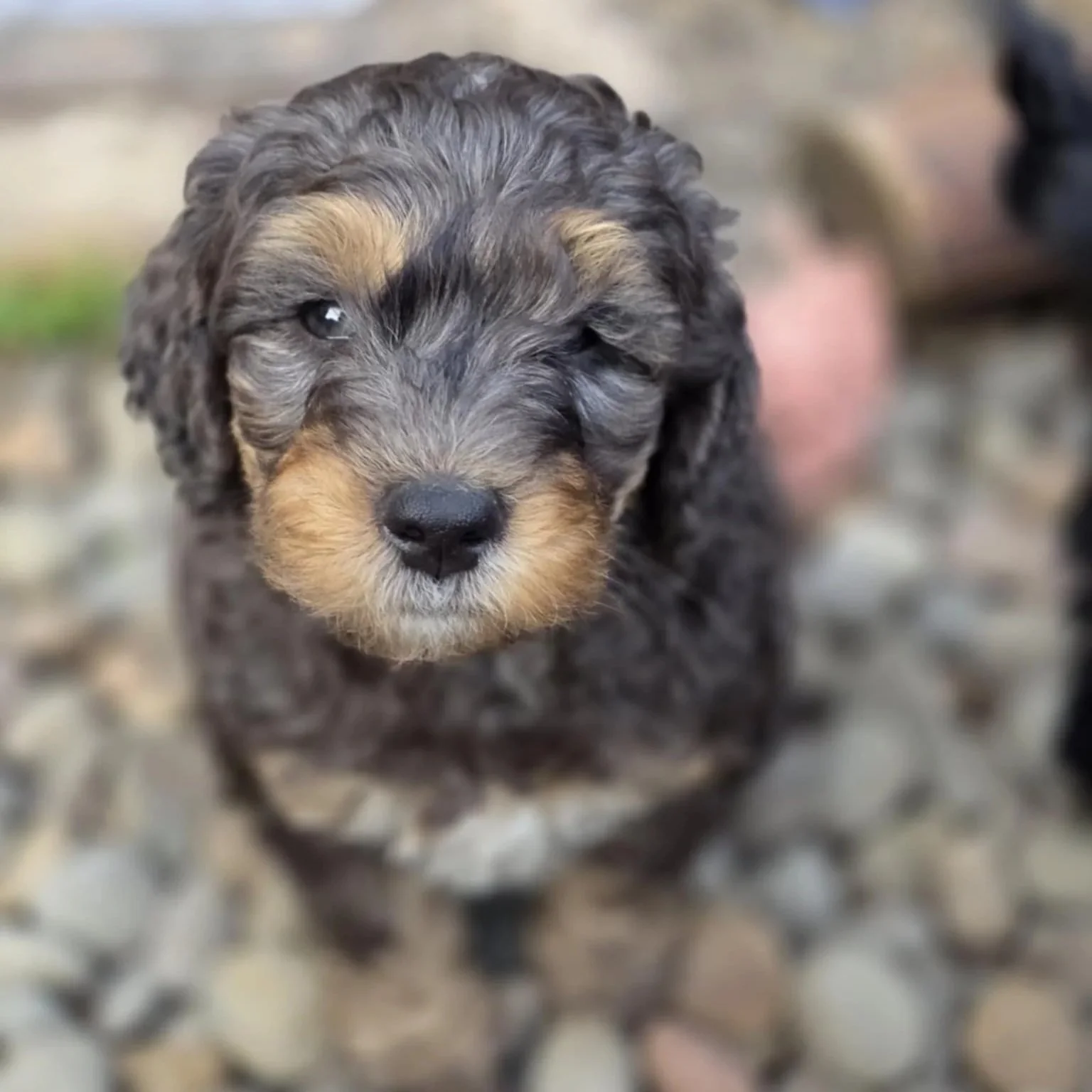 Toby
