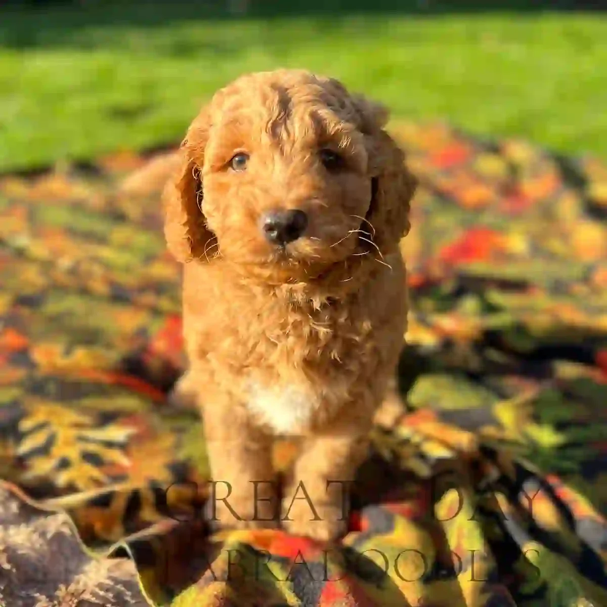 baby Whysky