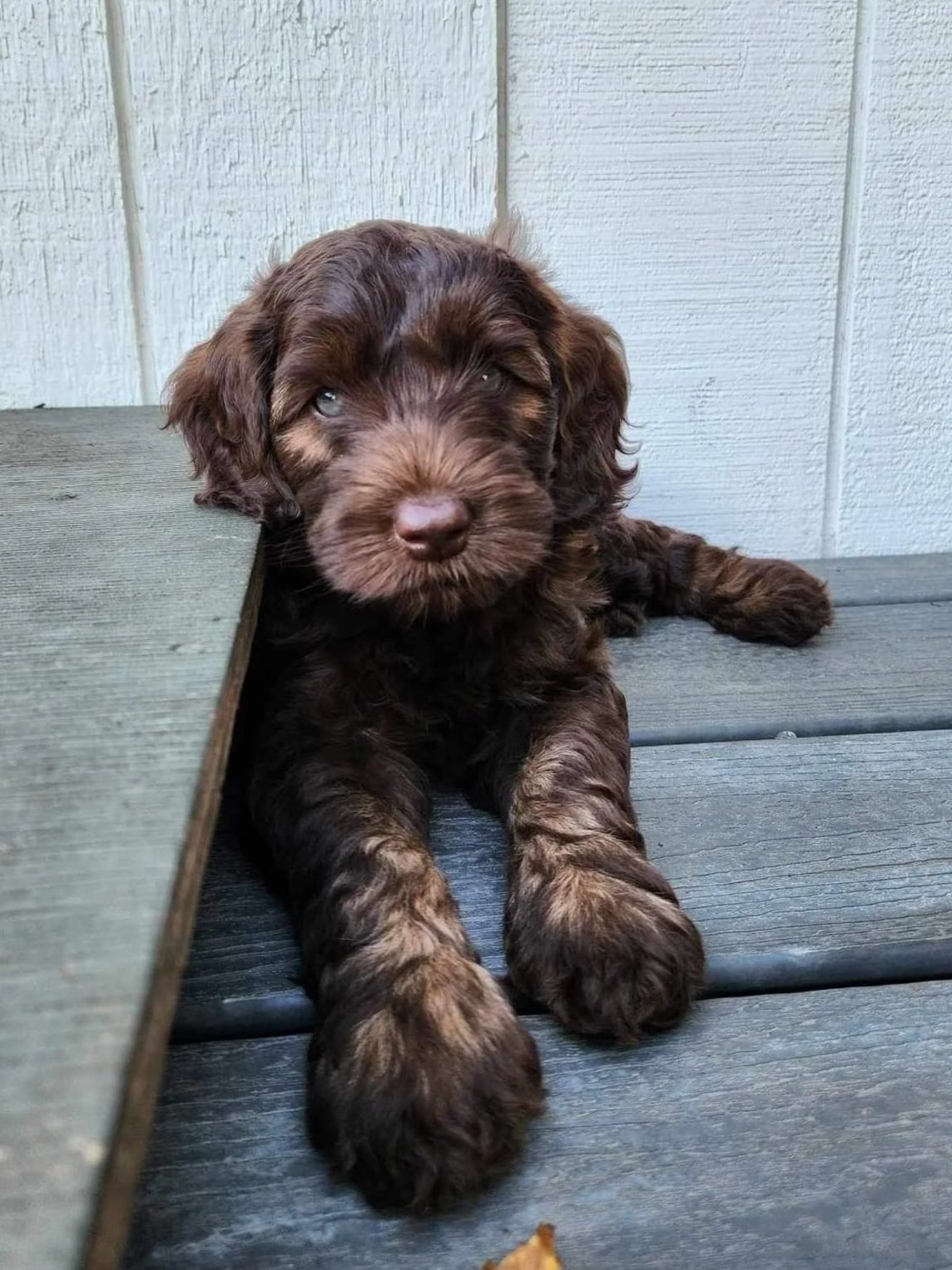 baby Kona