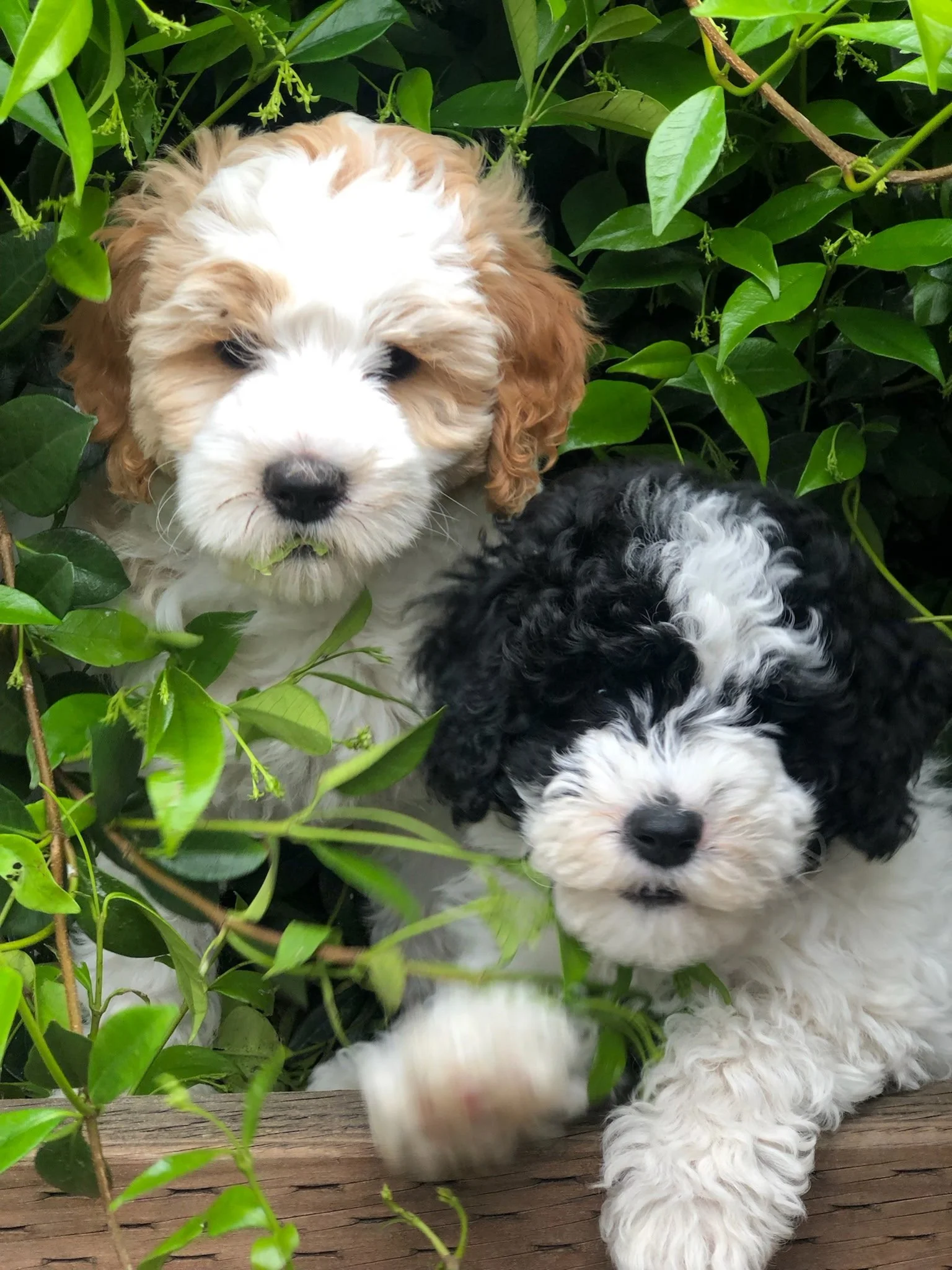 The Biggest Puppy Socialization Myth