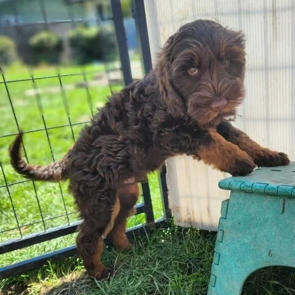 baby Dougal
