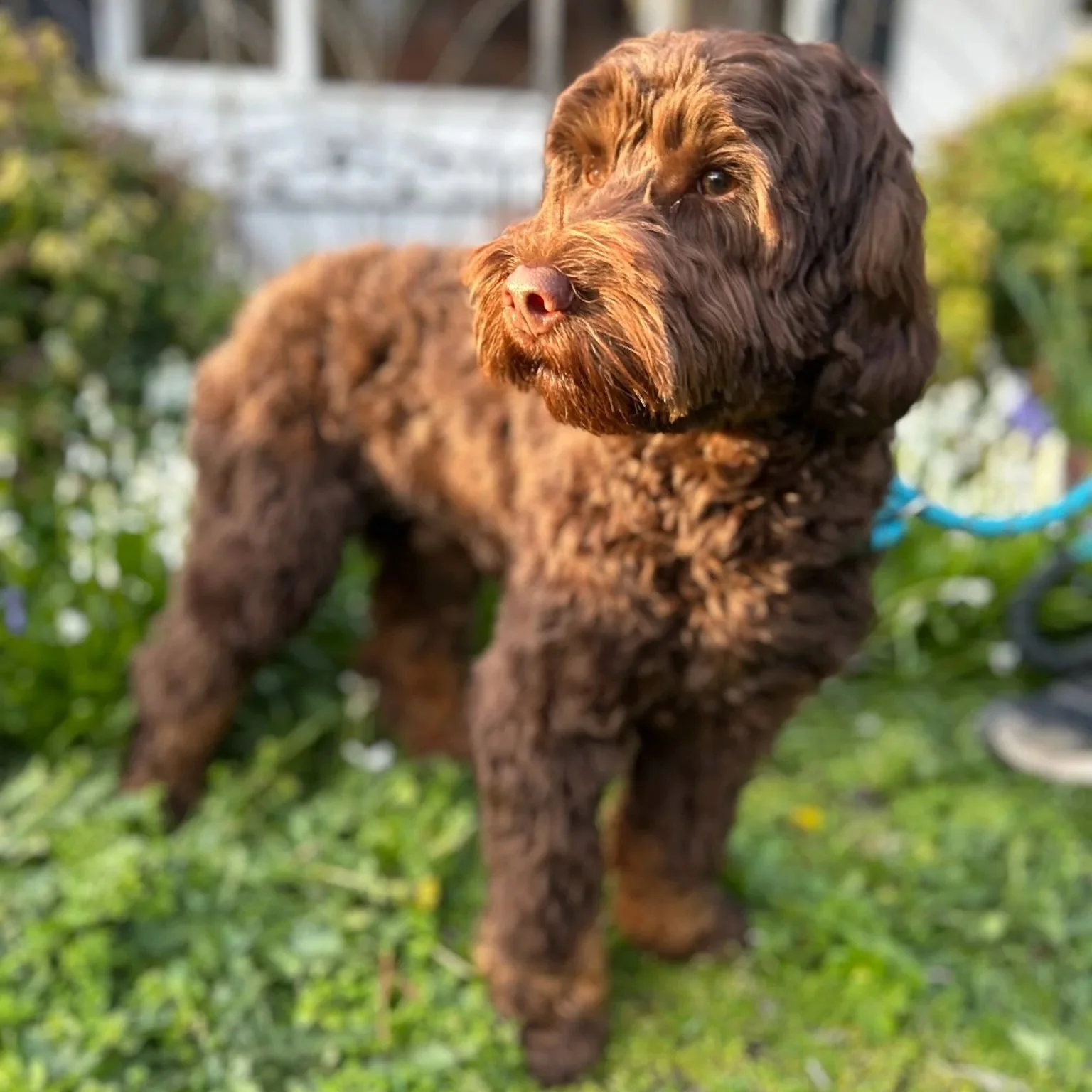 Dougal