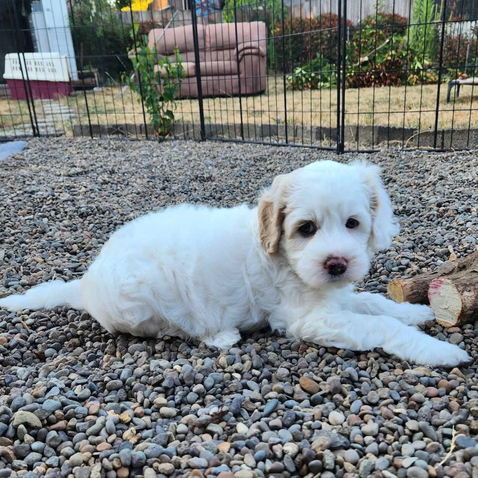 baby Dazzle