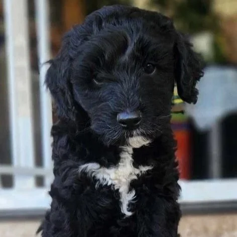 baby Maverick