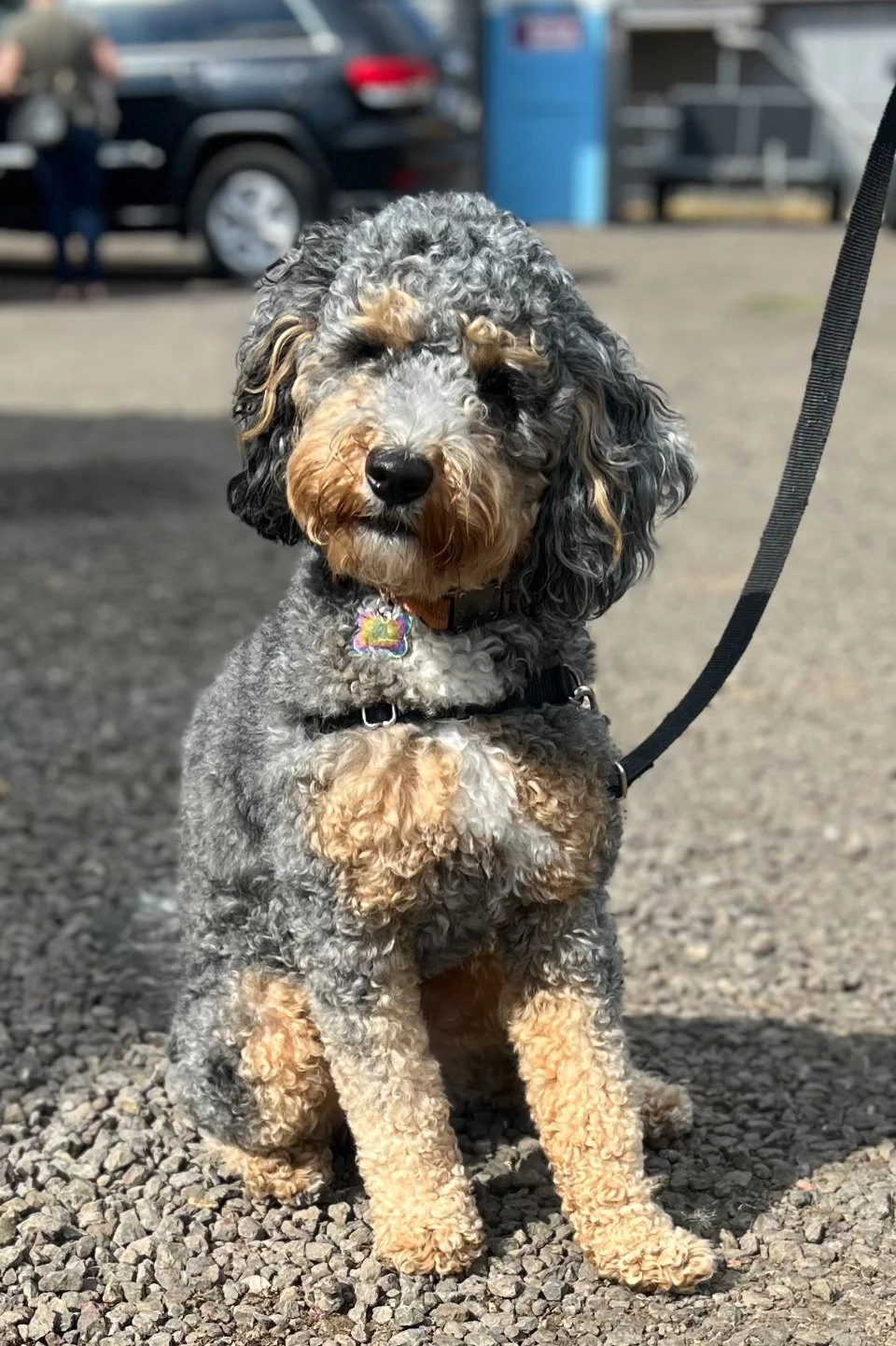  blue merle phantom bernedoodle 