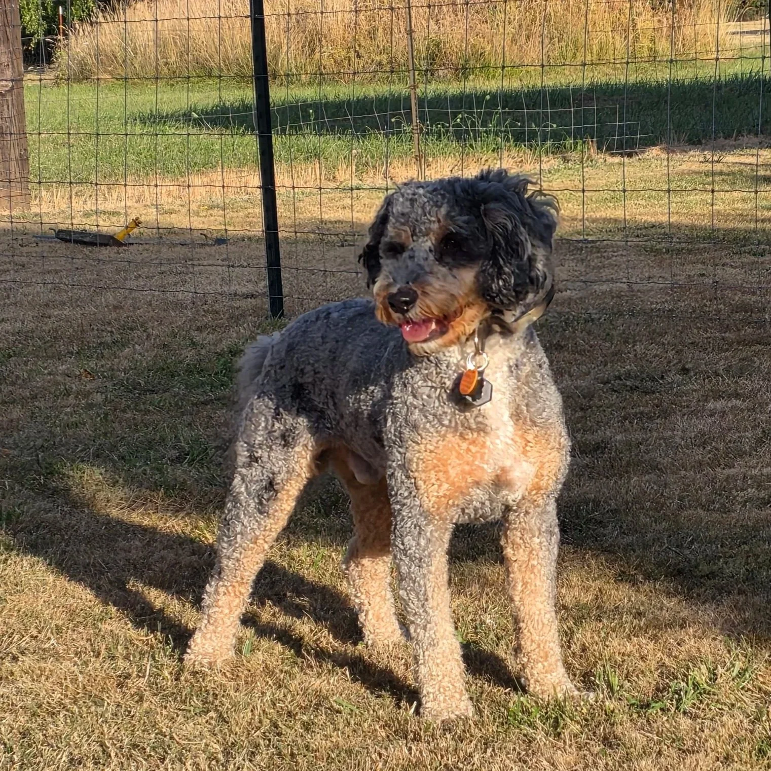  blue merle phantom bernedoodle 