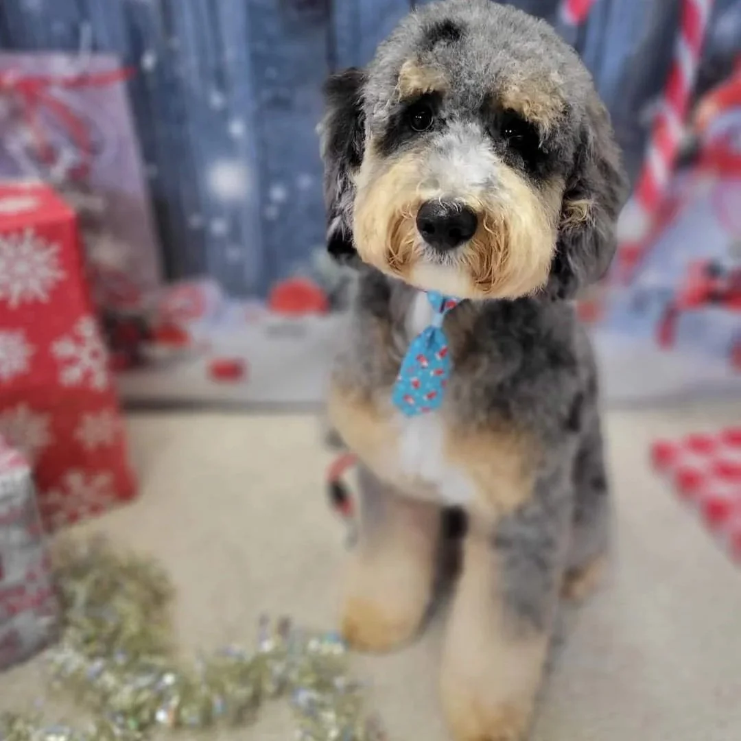  blue merle phantom bernedoodle 