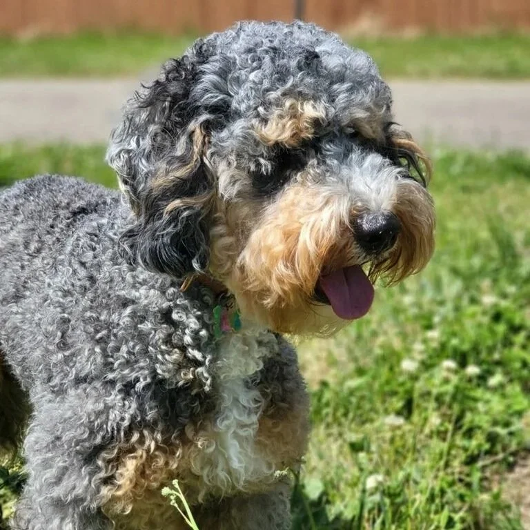  blue merle phantom bernedoodle 