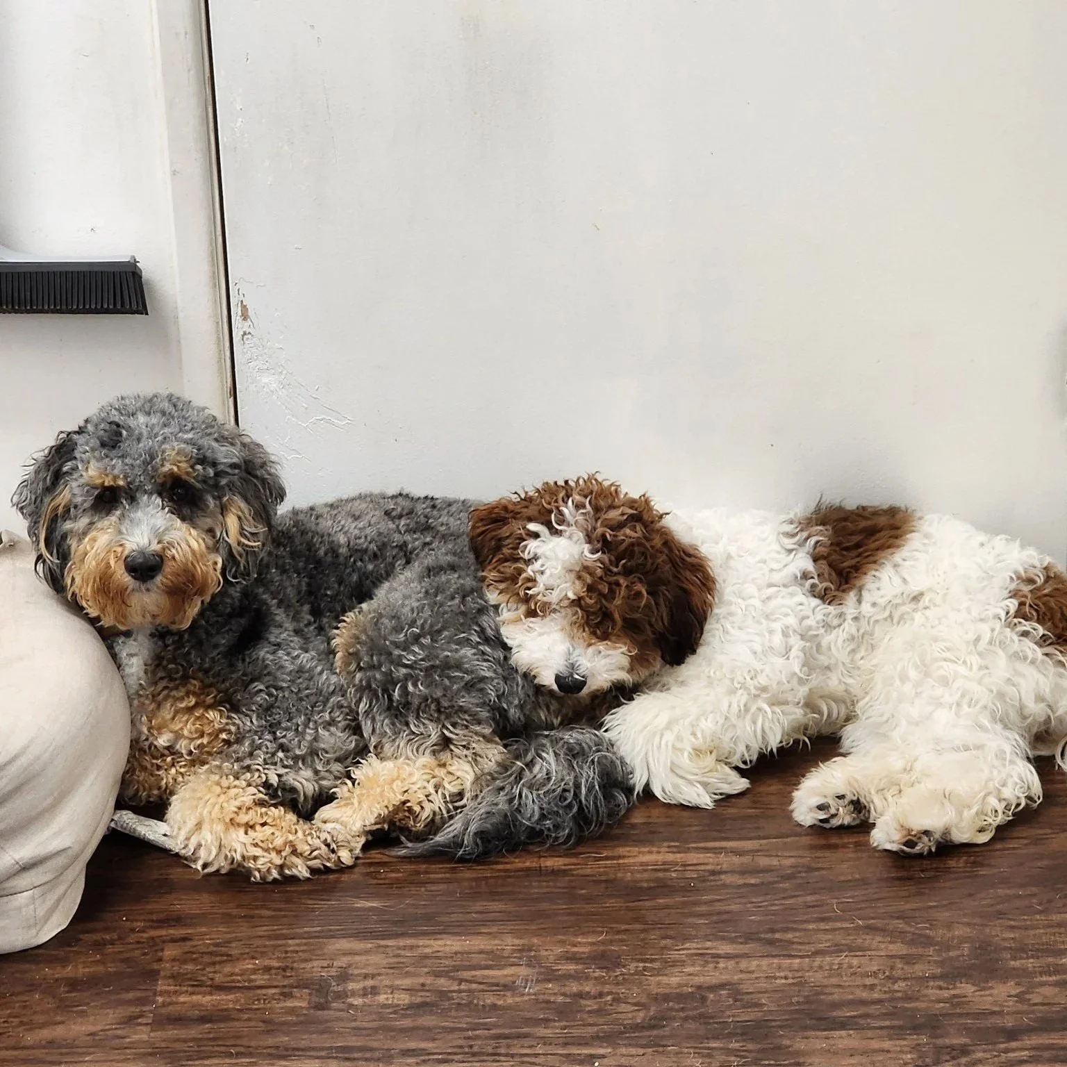 blue merle phantom bernedoodle 