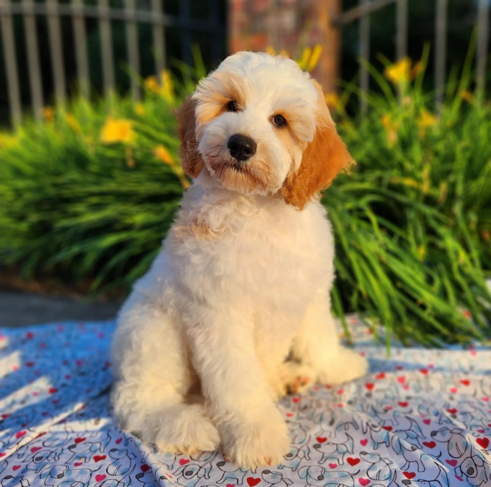 baby Tater
